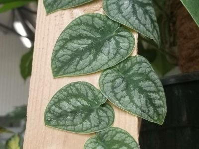 monstera-dubia-2