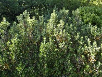 olearia-de-haast-1