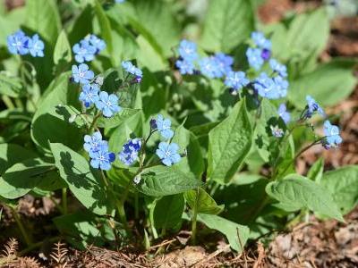 omphalode-de-printemps-1