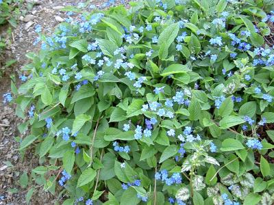 omphalode-de-printemps-2