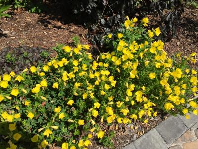 onagre-fruticosa-1