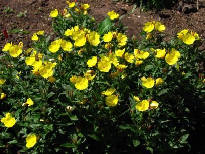 onagre-fruticosa-2