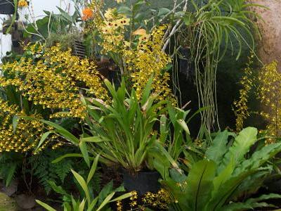 oncidium-sphacelatum-1