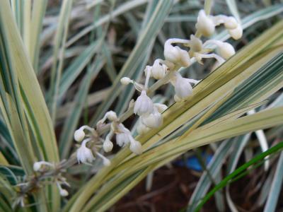 ophiopogon-jaburan-1