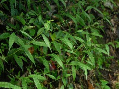 oplismene-a-feuilles-ondulees-1