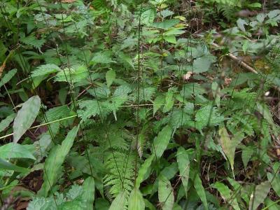 oplismene-a-feuilles-ondulees-2