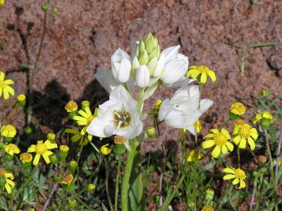 ornithogale-en-thyrse-2