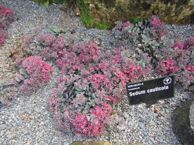 orpin-des-falaises-1