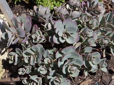 orpin-des-falaises-2