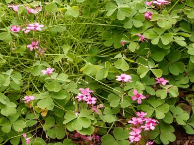 oxalis-articulee-1