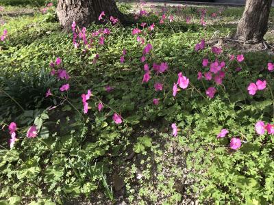 oxalis-articulee-2