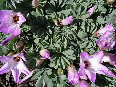 oxalis-du-chili-2