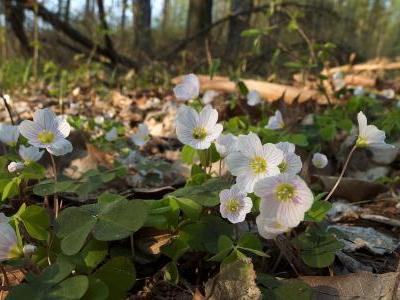 oxalis-petite-oseille-1