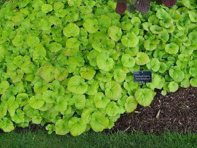 pachyphragme-a-grandes-feuilles-1