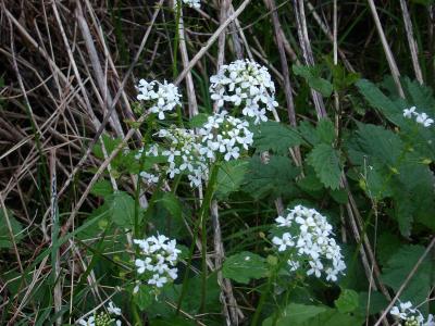 pachyphragme-a-grandes-feuilles-2