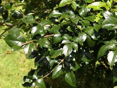 pandorea-floribunda-1