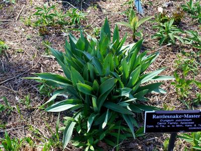 panicaut-a-feuilles-de-yucca-1