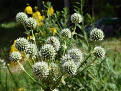 panicaut-a-feuilles-de-yucca-2