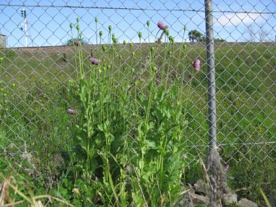 pavot-a-opium-1