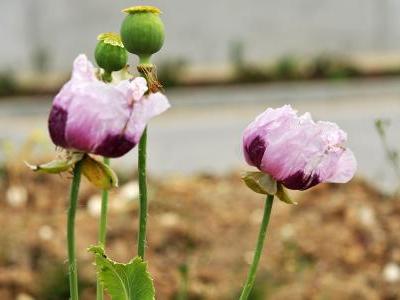 pavot-a-opium-2