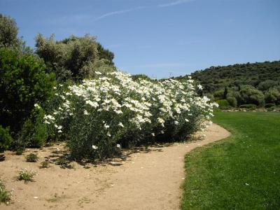 pavot-en-arbre-1