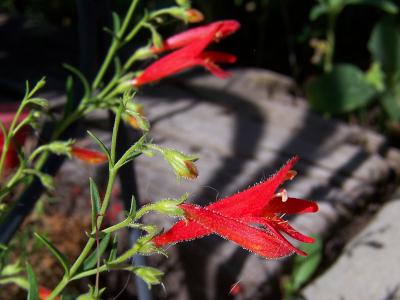 penstemon-a-feuilles-de-pin-1
