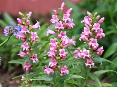 penstemon-barbu-1