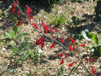 penstemon-barbu-2