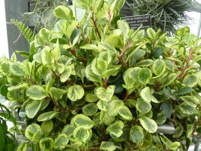peperomia-a-feuilles-obtuses-1