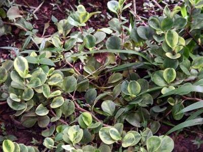 peperomia-a-feuilles-obtuses-2