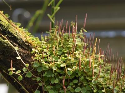 peperomia-a-feuilles-rondes-1