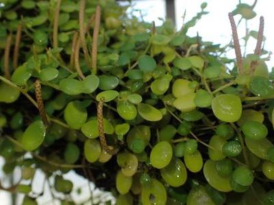 peperomia-a-feuilles-rondes-2