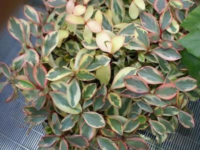 peperomia-clusiifolia-1