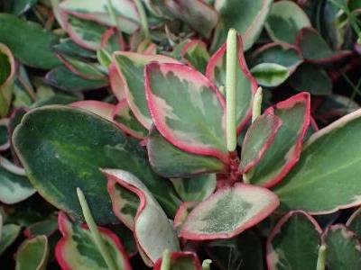 peperomia-clusiifolia-2