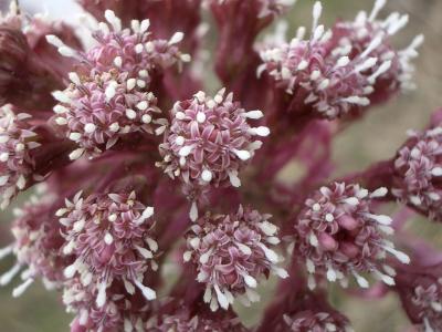 petasite-paradoxal-2