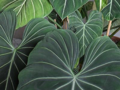 philodendron-gloriosum-2