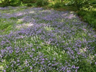 phlox-a-stolons-1