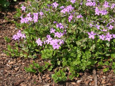 phlox-a-stolons-2