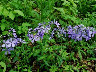 phlox-bleu-1