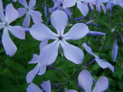 phlox-bleu-2