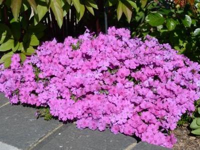 phlox-de-douglas-1
