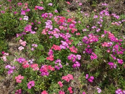 phlox-de-drummond-1