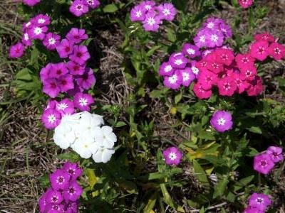 phlox-de-drummond-2