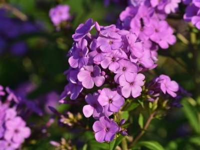 phlox-panicule-1