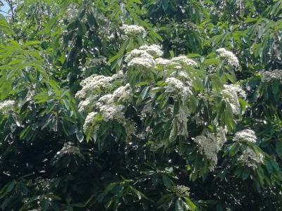 photinia-du-pere-david-1