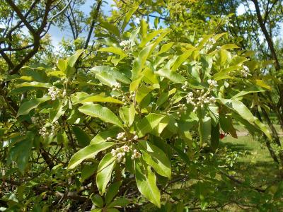 photinia-du-pere-david-2