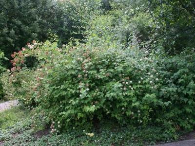 physocarpe-a-boules-1