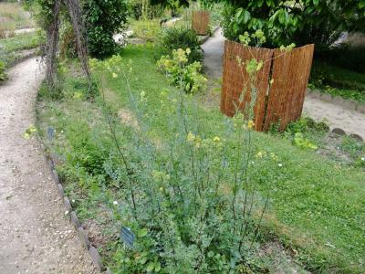 pigamon-remarquable-1