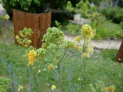 pigamon-remarquable-2