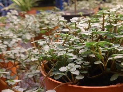 pilea-glaucophylla-1